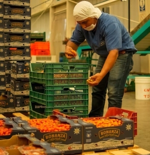 man industrial warehouse storing tomatoes cardboard boxes after going through quality process 701162 1987